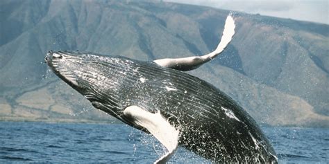 humpback whale shows amazing appreciation after being freed from nets 1 world blupela digital