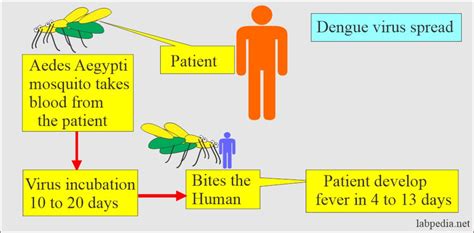 Dengue Fever Dengue Hemorrhagic Fever
