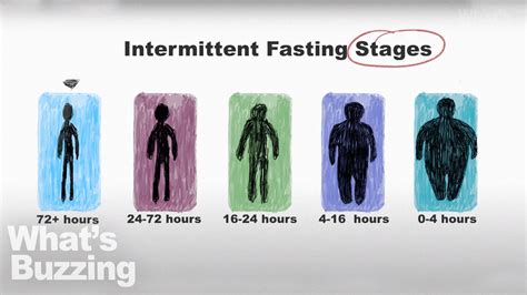 Intermittent Fasting Stages What Is Actually Doing To Your Body Youtube