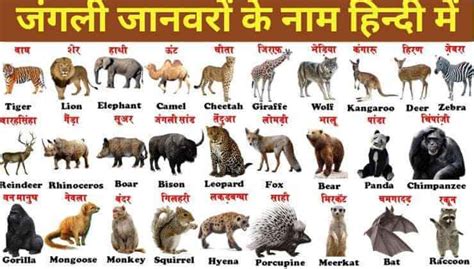 Name Of Wild Animals In Hindi जंगली जानवरों के नाम हिन्दी में। Galaday