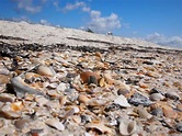 Shells - Picture of Saint George Island State Park, St. George Island ...