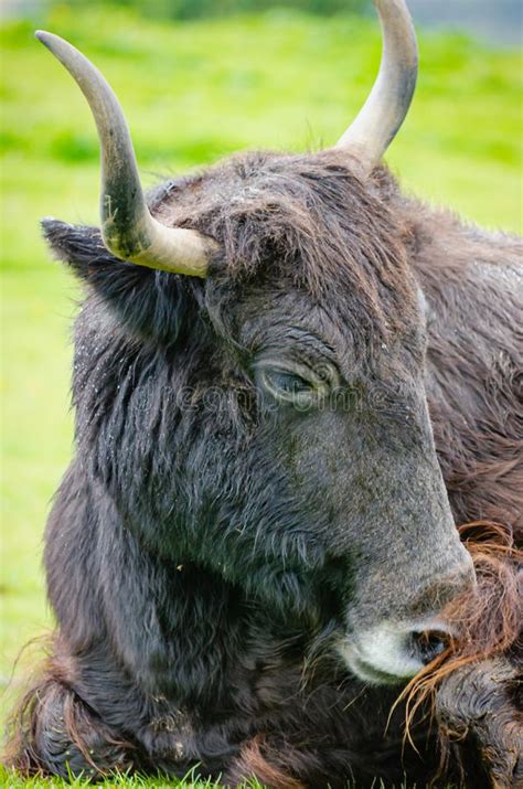 Ritratto Di Un Yak Domestico Di Riposo Fotografia Stock - Immagine di