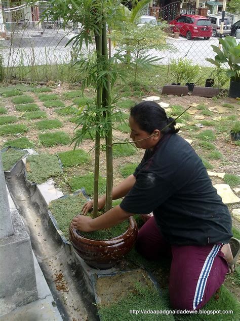 Kekuatan mistik yang ada pada buluh perindu membuatkan buluh ini sentiasa diburu untuk dimiliki tidak mengira zaman. Menanam pokok buloh...