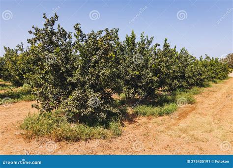 Mandarin Oranges Orchard In Cyprus Stock Image Image Of Fruits