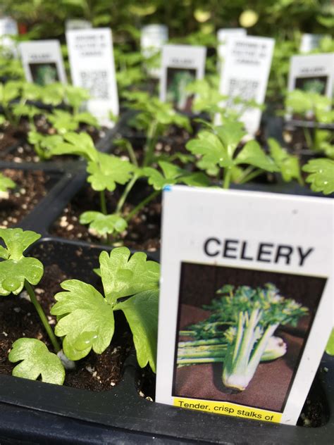 Celery Cell Pack Wears Flowers And Garden Centre