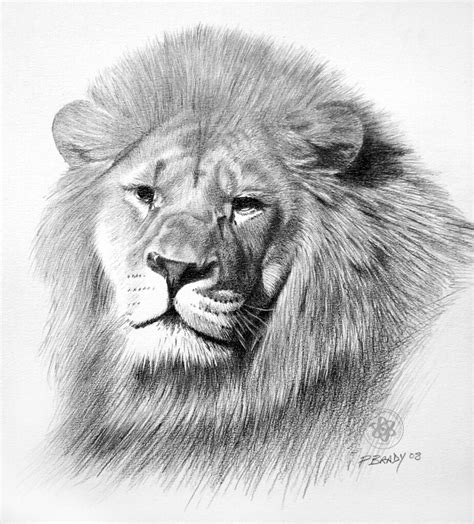 Wildlife art sketches lions animal drawings lion sketch graphite drawings animal art face drawing art drawings. Lion | Pencil drawing | Paul Brady | Flickr