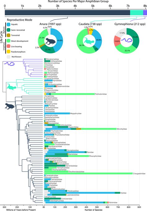 Phylogenetic Distribution Of Reproductive Modes In Amphibians Species