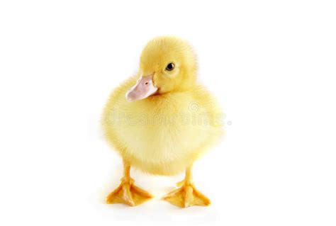 Duckling Stock Image Image Of Looking Duckling Young 7051253