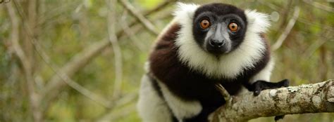 Madagascar Wildlife Adventure Nat Geo Award Winning Wildlife Experts