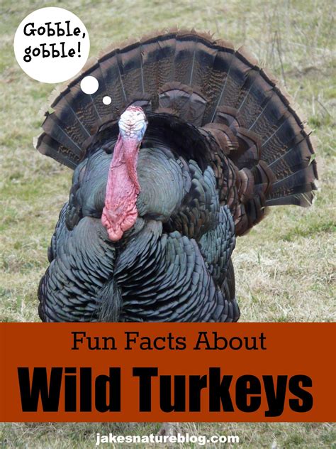 Turkey Day Terrific Facts About Wild Turkeys Jakes Nature Blog