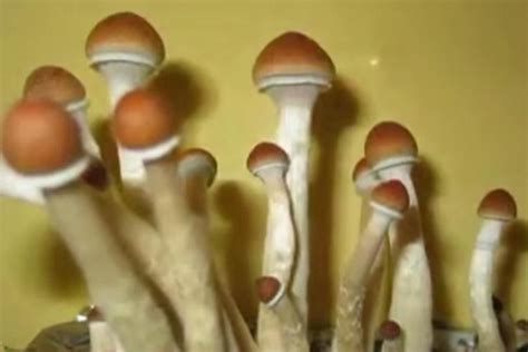 Trippy Magic Mushrooms Buzz The Brain Like A Dream Nbc News
