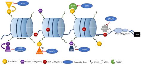 Biomolecules Free Full Text Epigenetic Mechanisms Of Resistance To