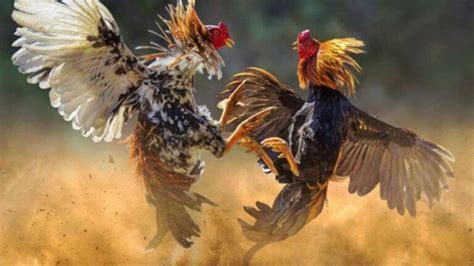 Ciri Ciri And Cara Memilih Ayam Pukul Mati Super