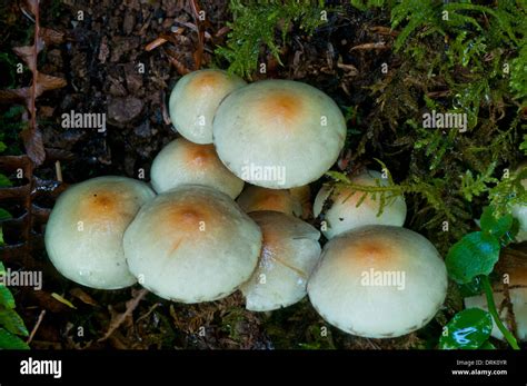 Mushrooms Hypholoma Capnoides In The Oregon Coast Range Near
