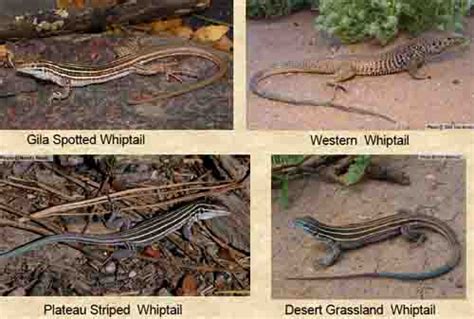 Types Of Domestic Lizards