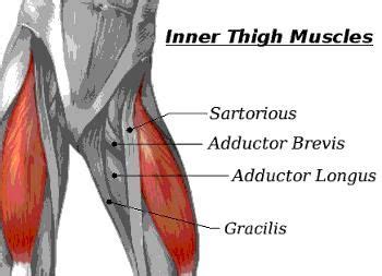 They bear the weight of the upper body. inner thigh muscles - Google Search | Inner thigh muscle