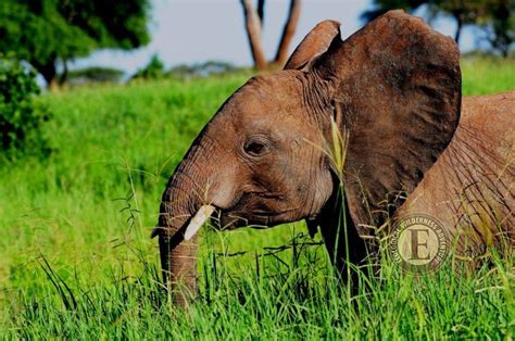 Big 5 African Animals Facts Tanzania Hunting Safari Wildlife Photos