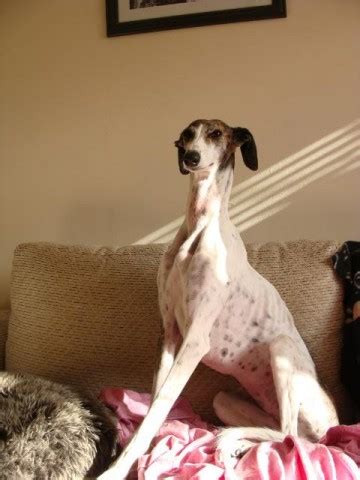 Millie Year Old Female Saluki Cross Whippet Available For Adoption