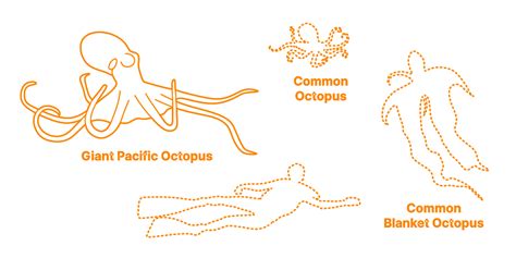 Giant Pacific Octopus Enteroctopus Dofleini Dimensions And Drawings