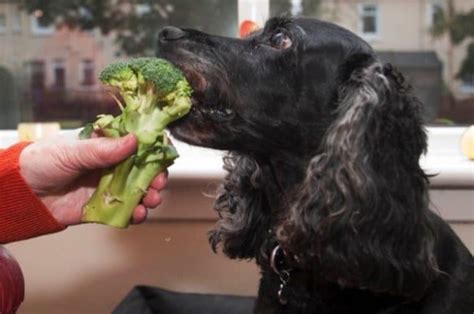 Can Dogs Eat Broccoli Heres Every Thing You Need To Know Pawlicy