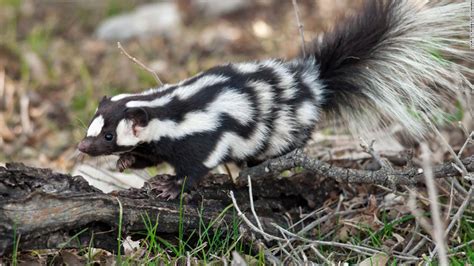 Say Hello To Handstanding Spotted Skunks The Acrobats Of The Skunk