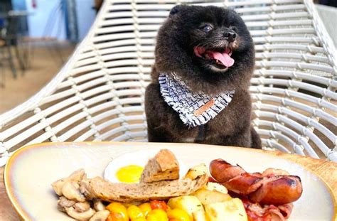 Dog Friendly Cafes In Singapore To Bring Your Furkids
