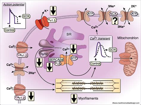 Testosterone Modulates Cardiac Contraction And Calcium Homeostasis Cellular And Molecular