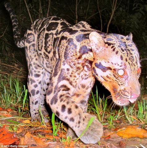 Ive managed to find many different types, but im having trouble with the lesser known wild cats like the caracal, serval, jaguarundi, etc and any help would be. Dwen : The Cool Things I Love: NEW Cat Species Found in ...