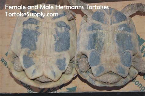 Sexing Your Tortoise How To Determine The Sex Of Your