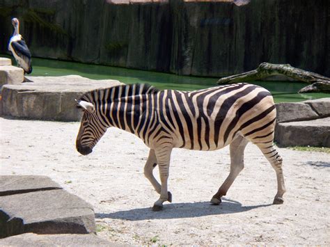 Filezebra Milwaukee County Zoo Wikimedia Commons