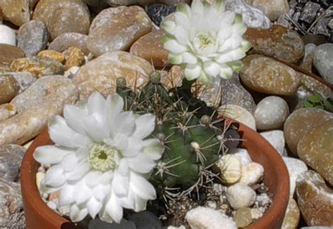 The word cactus derives, through latin, from the ancient greek kaktos, a name originally used by theophrastus for a spiny plant whose identity is not certain. Cacti and Succulents Picture Gallery
