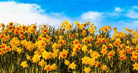 Download Yellow Flower Flower Nature Daffodil Hd Wallpaper