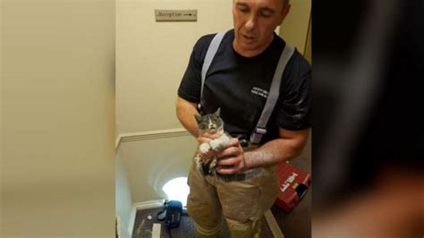 Kitten Rescued From Hotel In A Hole Lot Of Trouble BBC News