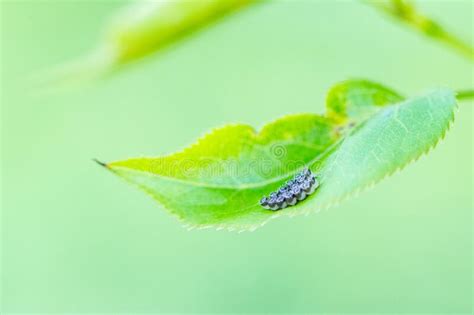 Macro Photo Of Black Heart Shaped Eggs Of Insect Bugs On A Green Leaf