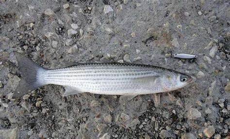 Кефаль для диеты