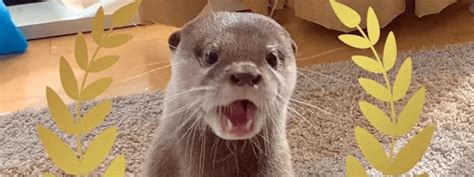 Its A Surprised Otter Face Rreactionpics