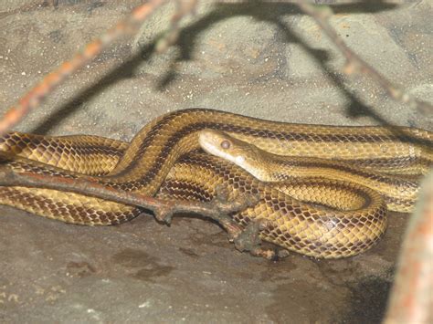 Fileyellow Rat Snake 002 Wikimedia Commons