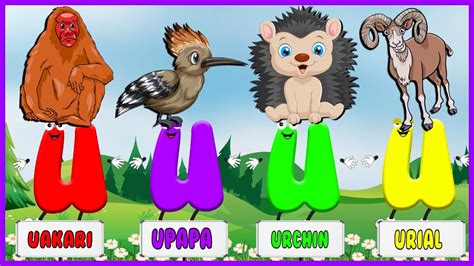 Animal Alphabet Animals With Letter U 4 Words From U Toddlers