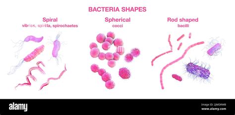 Different Types Of Bacterial Shapes Illustration Stock Photo Alamy