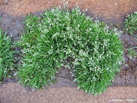 Purdue Turf Tips Weed Of The Month For January 2014 Is Annual Bluegrass