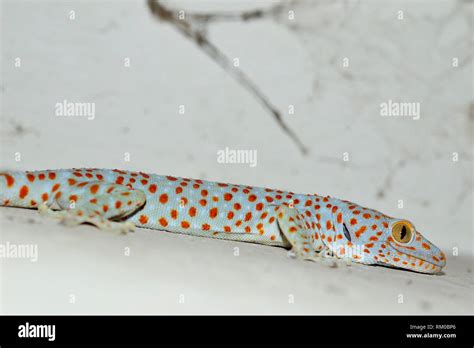 Tokay Gecko Gekko Gecko In Sambuk Hill Kratie Province Cambodia