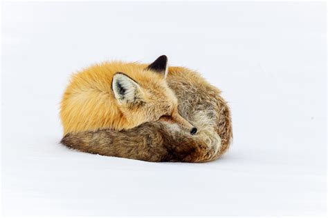 Fox Sleeping Curled In The Snow Cindy Goeddel Photography Llc