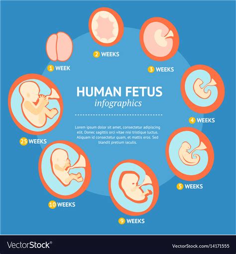 Pregnancy Stages Human Growth Stages Embryo Development Egg Fertility