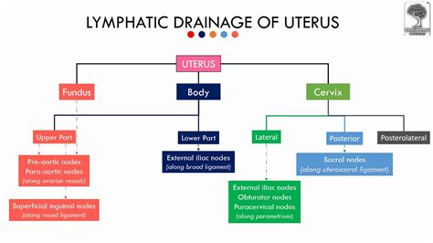 Lymphatic Drainage Of Uterus And Cervix Youtube