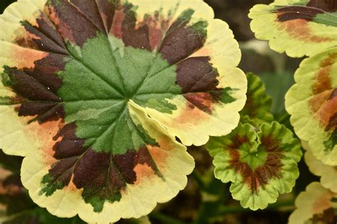 Multicolored Geranium Leaves Conservatory Hidden Lake Gar Flickr