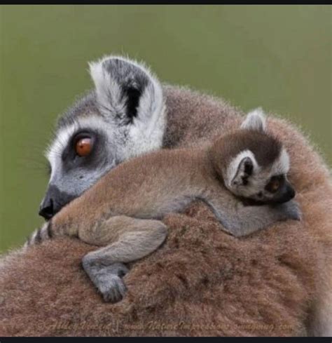 Pin By Deb Moulton On Moms Lemur Cute Animals Baby Animals Funny