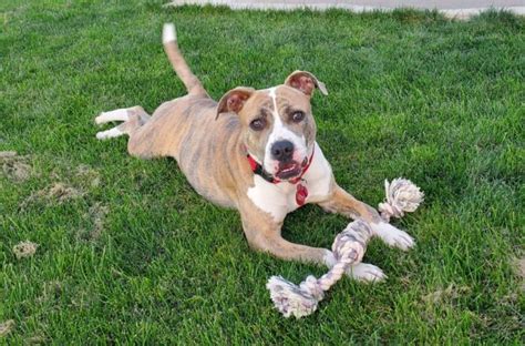 Dog For Adoption Nina A Pit Bull Terrier Mix In Incline Village Nv