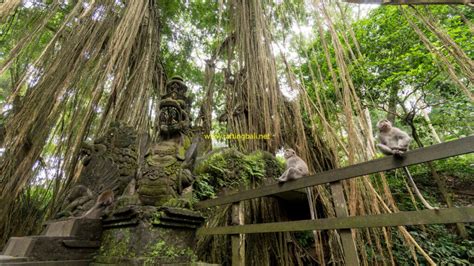 Monkey Forest Ubud Bali Things Need To Know Before Visiting