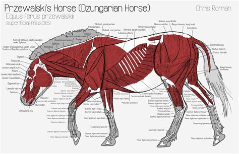 Chris Roman Horse Anatomy Study