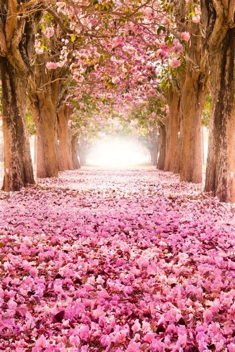Spring Pictures, Wallpapers and Screensavers for Your Phone. Download